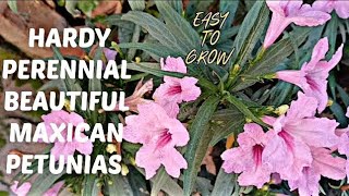 How to Grow Mexican Petunias From SeedCutting  garden love nature flowers plant natural [upl. by Seyler288]