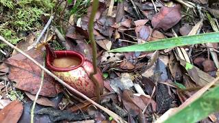 【4K】Nepenthes mira in Palawan Island [upl. by Reffineg985]