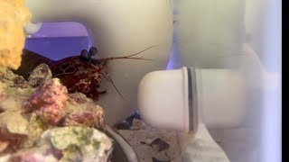 Mantis shrimp punching glass cleaner [upl. by Amlet]