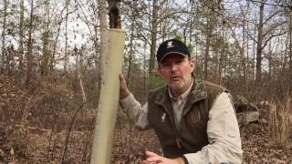 Benefits of Tree Protection Tubes [upl. by Rodi]