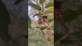 Abrus Precatorius Jequirity Bean Rosary Pea Fabaceae Family nature plants shorts [upl. by Cram]