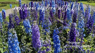 Delphinium  San Francisco CA [upl. by Nylime102]