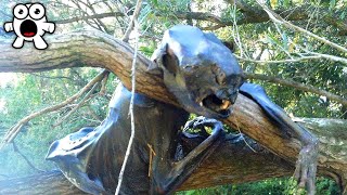 Strangest Things People Found In The Woods [upl. by Jair]