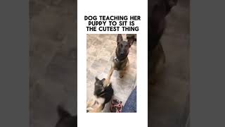 Dog teaches puppy to sit lol subscribe cute dog dogs trending shorts meme memes [upl. by Gina]