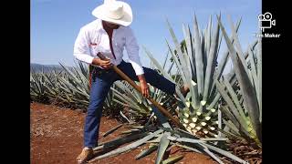 La leggenda dell’Agave…il Mezcal [upl. by Adiraf]