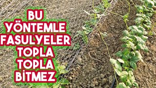 Fasulye Nasıl Ekilir Muhteşem Ekim Yöntemi [upl. by Suoiradal]