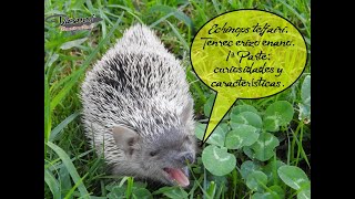 Tenrecs Echinops telfairi tenrec erizo enano Parte 1 características y curiosidades [upl. by Ansilme135]