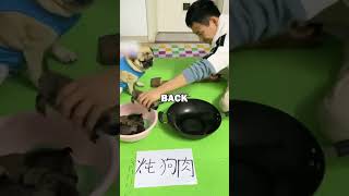 PUG PLAYS ROCK PAPER SCISSORS pugs pug dogs animalstories funny cute [upl. by Naujit]