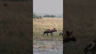 Cão selvagem africano  Habitat savana animals africa [upl. by Breed]