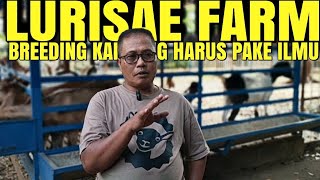 LURISAE FARM BERBAGI ILMU BREEDING KAMBING PE DAN IMPOR BIAR SUKSES [upl. by Legge]