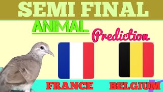 Prediksi BELGIA vs PERANCIS Bersama Burung Perkutut  Semi final World Cup  Animal Prediction [upl. by Mcdowell]