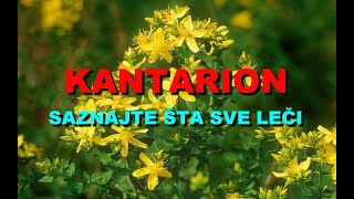 KANTARION  SAZNAJTE ŠTA SVE LEČI [upl. by Bondon]