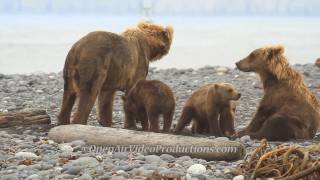 Alaskas Great Kodiak Bears  Ayakulik Adventures [upl. by Gere]