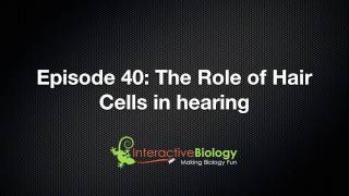 040 The Role of Hair Cells in Hearing [upl. by Cirdahc730]