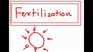 FERTILIZATION made easy [upl. by Reinaldo]