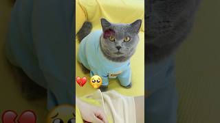 😇Saving A Blind Girl From Harm And Bringing Light👧💵 catvideos catmemes trending [upl. by Inihor]