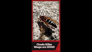 Cicada Killer Wasps are HUGE 😰 [upl. by Nadbus6]