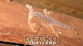 Gecko Gekko Tokeh [upl. by Euqina]