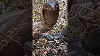 King cobra Vs Blood python [upl. by Tsenre]