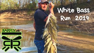 WHITE BASS RUN Denton Creek TX [upl. by Relyhcs]