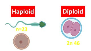 Haploid vs Diploid Cell for beginners  Difference between Haploid and Diploid Cell [upl. by Ferro]