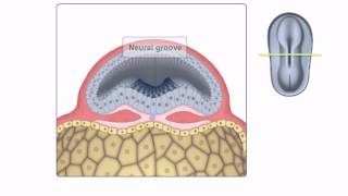 General Embryology  Detailed Animation On Neurulation [upl. by Kenimod]