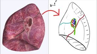 Appareil Respiratoire  Hile pulmonaire [upl. by Lura]