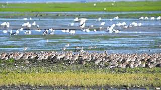 Godwits get scared of a flock of dunlins [upl. by Zurheide]