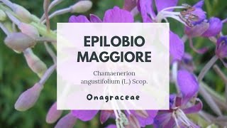 EPILOBIO  GAROFANINO MAGGIORE  Chamaenerion angustifolium  Basionimo Epilobium angustifolium [upl. by Accemahs582]