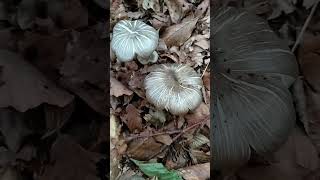 Pluteus salinicus des funghi mushroom tartufo montagna natura food [upl. by Cornell]