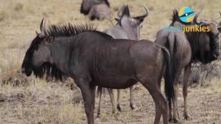 Namibia Rundreise – Etosha Nationalpark Tipps [upl. by Rafe]