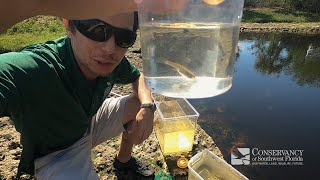 Mosquitofish  Can you guess what it eats [upl. by Matilda]