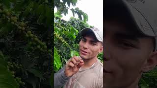 El Eje Cafetero Se prepara para darnos la Cosecha 🙏 campo cafedelhuila videoviral [upl. by Aplihs]