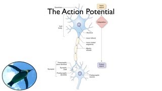 The Action Potential [upl. by Hungarian]