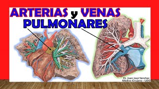 🥇 ARTERIAS y VENAS PULMONARES Anatomía Fácil y Sencilla [upl. by Zenger]