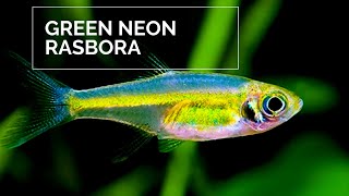 Green neon rasbora  Microdevario kubotai [upl. by Dihgirb]