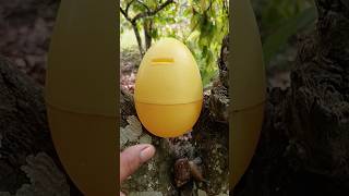 finding egg and snail in the chocolate tree snail egg [upl. by Hebe721]