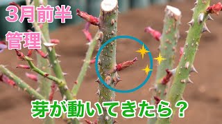 【バラの管理】芽が動いてきたときのポイント 芽吹き [upl. by Ahsinel]