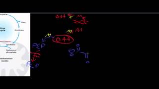 Biochemistry  Transaminases amp the Urea Cycle [upl. by Roper779]