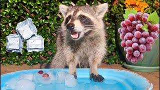 What Happens When You Give a Raccoon an Ice Cube with Grapes [upl. by Nylg148]