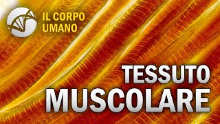 Tessuto Muscolare  Il Corpo Umano [upl. by Nalon741]