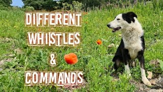 Different sets of whistles to use on sheepdogs [upl. by Suiramaj]