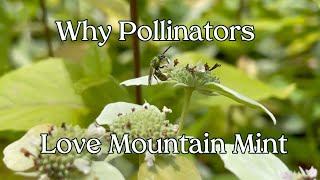 WTF are these pollinators doing Ep 2 Mountain Mint [upl. by Clover538]