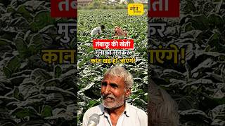 Tabaco Farming तंबाकू की खेती की खेती में है बंपर मुनाफा  Shorts  gaonjunctionofficial [upl. by Acinad430]