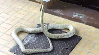 King Cobra  Great Specimen  Ophiophagus hannah in Thailand [upl. by Etnoled432]