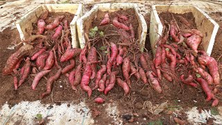 The secret to growing sweet potatoes at home using kitchen waste to produce many tubers [upl. by Orva673]