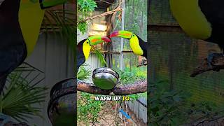 toucan love story cuteanimal animals birb birds parrot toucan cute shorts cat [upl. by El]