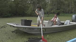 The Proper Technique for Releasing Salvinia Weevils [upl. by Felice]