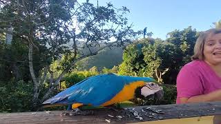 Update de Picola y sus Guacamayas en Caracas [upl. by Brie]