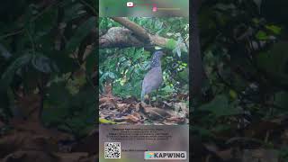 Malayan Night Heron birdsofinstagram wildlifephotography herons naturephotography bird birds [upl. by Branden170]